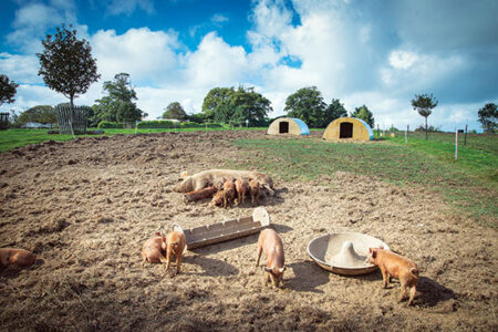 Grass-fed Beef, Free-Range Chicken, and USDA Organic: Language and the Sustainable Revolution Image